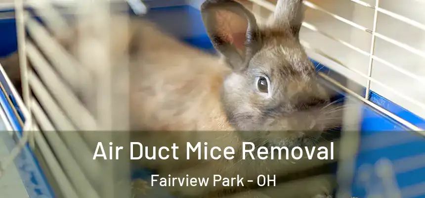  Air Duct Mice Removal Fairview Park - OH